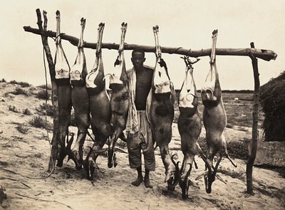 Imperiumin rakentaminen fasistisella aikakaudella: vangittuja peuroja, 09.5.1936 (m/v kuva) tekijältä Modestino Baldinetti