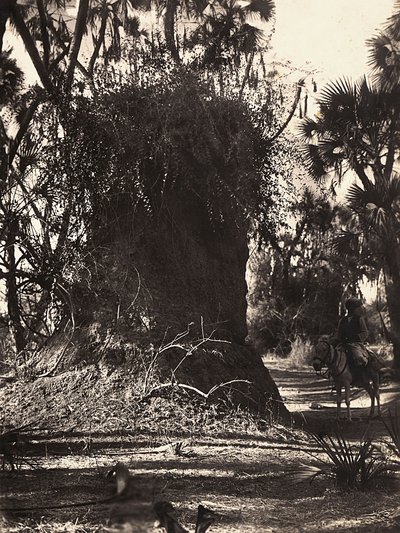 Imperiumin rakentaminen fasistisella aikakaudella: termiittisiirtokunta, 9.5.1936 (mv/v kuva) tekijältä Modestino Baldinetti