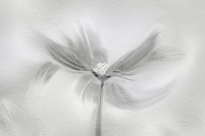 Ethereal Bloom Motion tekijältä Molly Fu APA