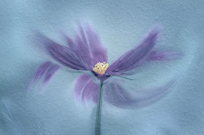 Eteerinen violetti kukka tekijältä Molly Fu APA