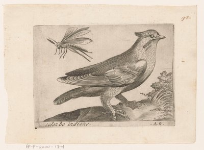 Pestvogel (Bombycilla garrulus) Colonbo indiano (otsikko esineessä) Vogels (sarjan nimi) tekijältä Monogrammist AG