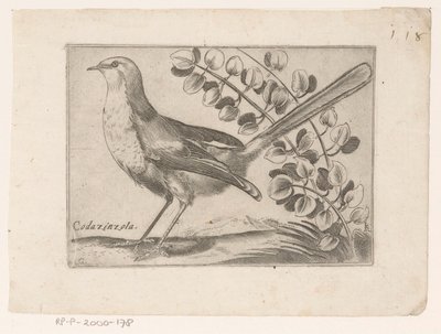Vogel Codazinzola (otsikko esineessä) Vogels (sarjan nimi) tekijältä Monogrammist AG