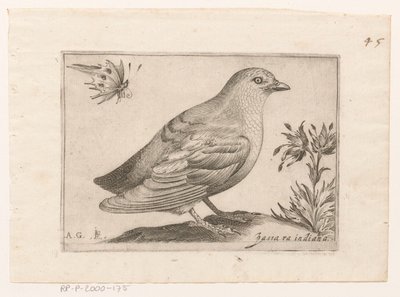 Vogel Passra Indiana (otsikko esineessä) Vogels (sarjan nimi) tekijältä Monogrammist AG