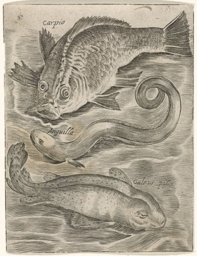 Studieblad met drie vissen Fish live -kuvakkeet (sarjan nimi) tekijältä Monogrammist P+P
