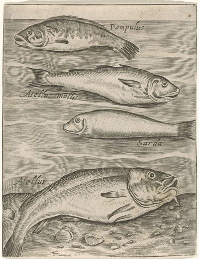 Studieblad met vier vissen Fish live -kuvakkeet (sarjan nimi) tekijältä Monogrammist P+P