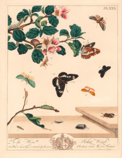 Kahdeksan koi, Diloba caeruleocephala, valkoinen amiraali, Limenitis arthemis, nuohouskone, Odezia atrata, punakaarikoi, Callimorpha miniata, ruskea koi, Pterophorus pterodactylus, niukkoja hopeaviivoja, Bena bicolorana ja sn tekijältä Moses Harris