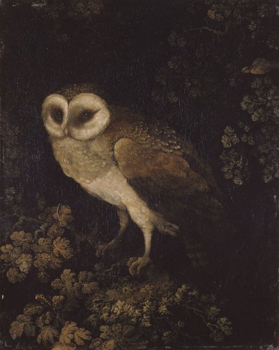Pöllö, 1780-1790. tekijältä Moses Haughton
