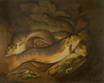 Kalat tekijältä Moses Haughton
