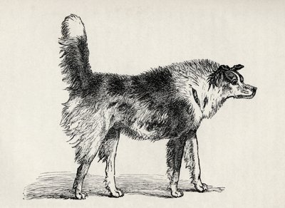 Puolirotuinen paimenkoira, jolla on vihamielisiä aikomuksia, Charles Darwinin teoksesta The Expression of the Emotions in Man and Animals, 1872 tekijältä Mr. A. May