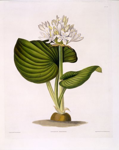 Pancratium Amboinense, levy 20 julkaisusta "A Selection of Hexandrian Plants", julkaistu R. Havell, Lontoo, 1831-34 (käsinvärinen kaiverrus) tekijältä Mrs Edward Bury