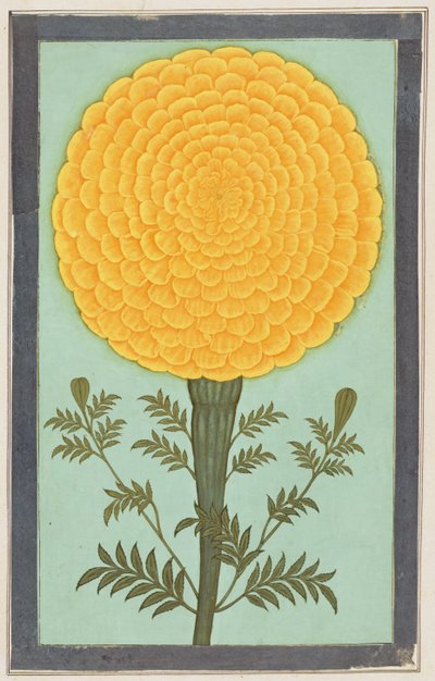 Marigold, Small Clive Albumilta (wc paperilla) tekijältä Mughal School