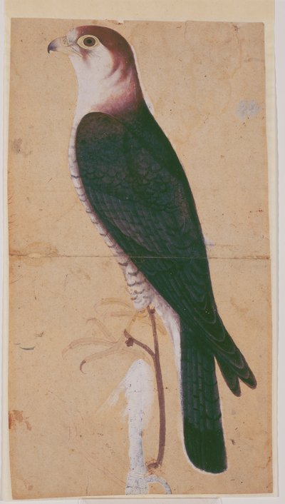 Falcon tekijältä Mughal School