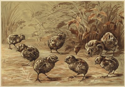 Äiti pelto (litho) tekijältä N. Parker