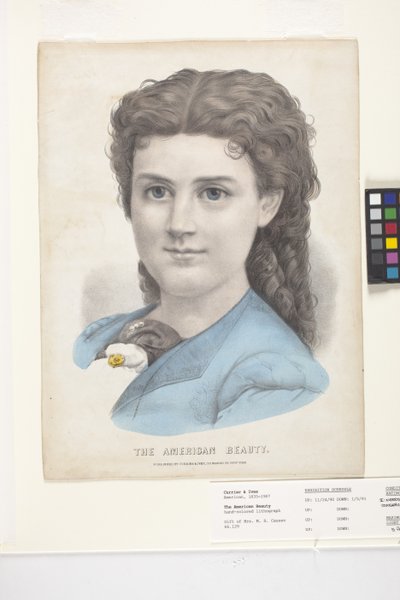 The American Beauty (käsinvärjätty litografia) tekijältä N. and Ives J.M. (1824-95) Currier