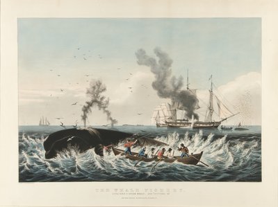 Valaiden kalastus: Kaskelovalaan hyökkääminen... ja "leikkaus" (värilitografia) tekijältä Currier and Ives