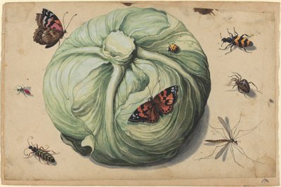Pää kaali hyönteisten kanssa tekijältä Netherlandish 17th Century