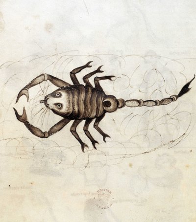 Sloane 3983. Folio nro: 23 Horoskooppimerkki Skorpioni (vellum) tekijältä Netherlandish School