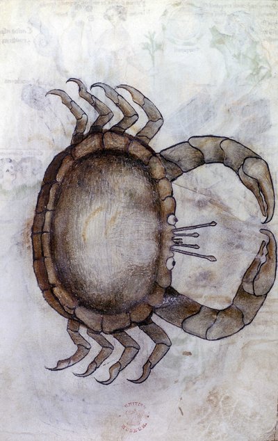 Sloane 3983 f.14v, rapu, syövän horoskooppi tekijältä Netherlandish School