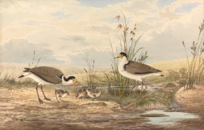 Maskenkiebitz, Vanellus mailia tekijältä Neville Henry Cayley