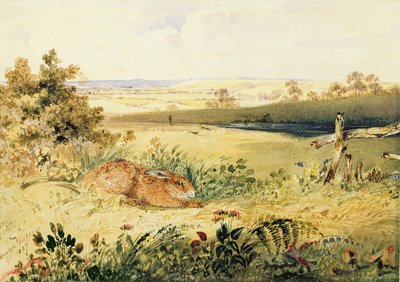 Jänis maisemassa, 1827 (wc vartalovärillä, arabikumia ja grafiittia paperilla) tekijältä Newton Fielding