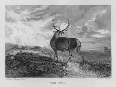 The Stag (kaiverrus) tekijältä Newton Fielding