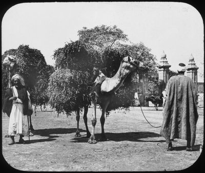 Kamelit kuljettavat rehua, Egypti, c1890. tekijältä Newton and Co
