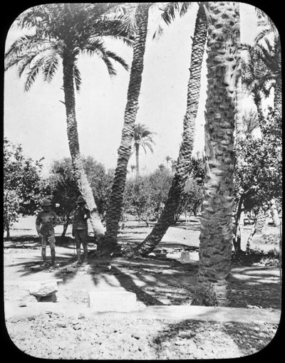 Kenraali Gordons Garden, Khartum, Sudan, c1890 tekijältä Newton and Co