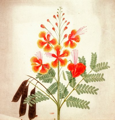 Kukkatutkimus, noin 1840 (akvarelli) tekijältä Nicholas Tomlinson