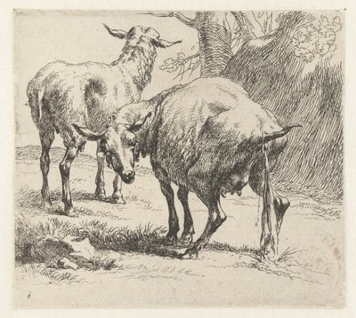 Pissende ooi en een schaap Schapen (sarjan nimi) Studio and Art of Nicolai Berchemin eläimet, jotka on painettu vedellä vahvistamaan ilmaa (sarjan nimi) tekijältä Nicolaes Pietersz Berchem
