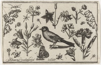 Kukat, perhonen ja lintu Linnut, kukat, hyönteiset jne. (sarjan nimi) tekijältä Nicolaes de Bruyn (possibly)