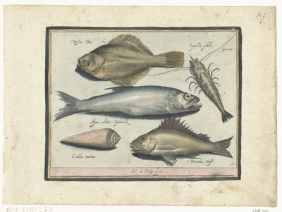 Llissa, gambes, olor i pos Libelivs miscellaneous Genera piscium complectens (títol de la sèrie) Acabat de peixos d