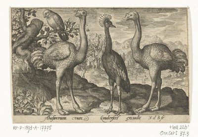 Crown Crane kahden strutsin välissä Linnut ja hyönteiset (sarjan nimi) tekijältä Nicolaes de Bruyn