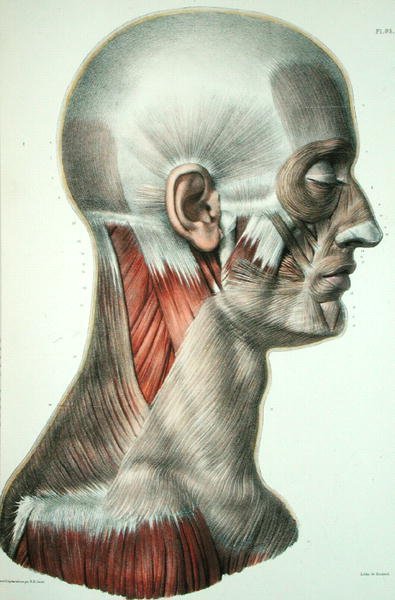 Kasvojen lihakset, levy Jean-Baptiste Marc Bourgeryn (1797-1849) "Traite Complet de l