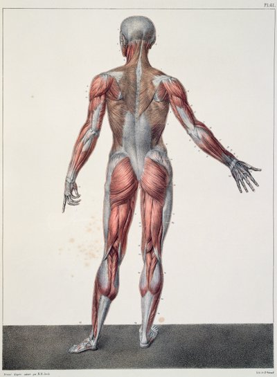 Ihmiskehon anatomia, Jean-Baptiste Marc Bourgeryn (1797-1849) "Traite Complet d