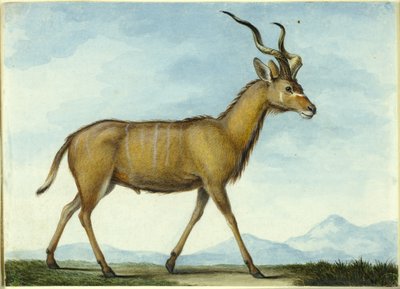 Kudu tekijältä Nicolas Hüet the Younger