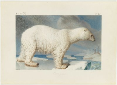 Jääkarhu, 1796. tekijältä Nicolas Maréchal