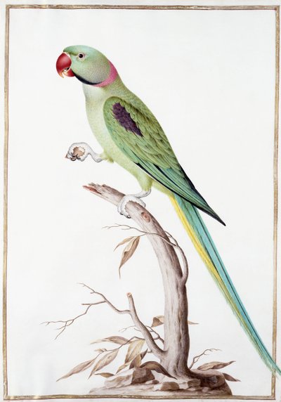 Alexandrine papukaija tekijältä Nicolas Robert
