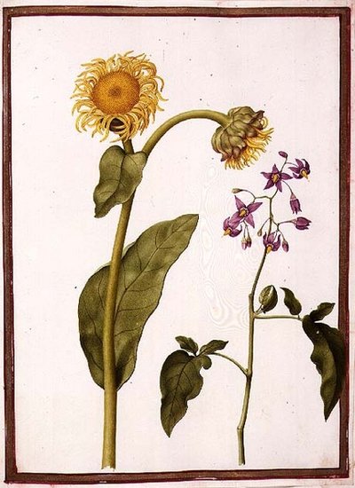 PD.109-1973.f11 (LtoR) Inula Helenium Decampanr ja Solanum dulcamara (Bittersweet) (vesiväri vellum) tekijältä Nicolas Robert