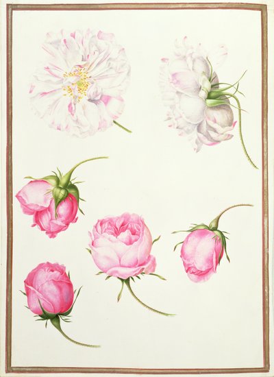 PD.109-1973.f1 Six Heads of Old Fashioned Roses (wc vellum) tekijältä Nicolas Robert