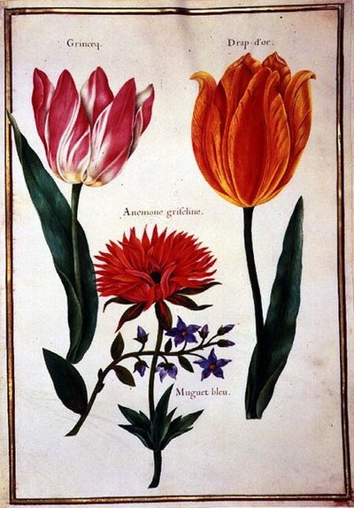 PD.109-1973.f29 Kaksi "rikkoutunutta" tulppaania, anemone ja sininen lilja (akvarelli vellum) tekijältä Nicolas Robert