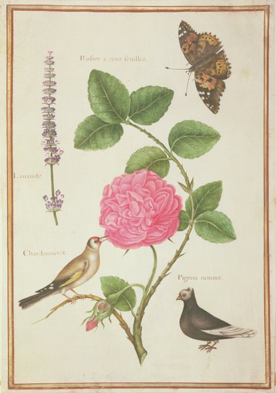 PD.109-1973.f60 Centifolia Rose, Lavender, Tortoiseshell Butterfly, Goldfench ja Crested Pigeon (wc vellum) tekijältä Nicolas Robert