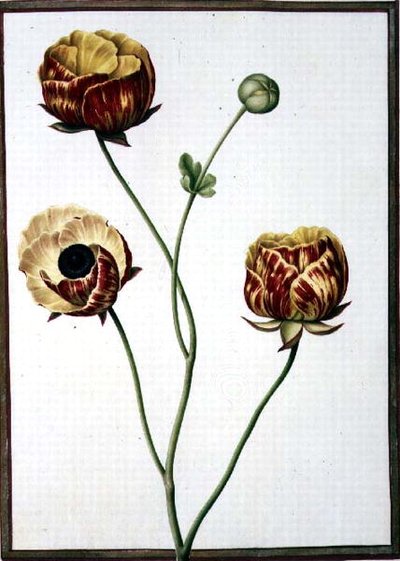 PD.109-1973.f6 Ranunculus Asiaticus (akvarelli vellum) tekijältä Nicolas Robert