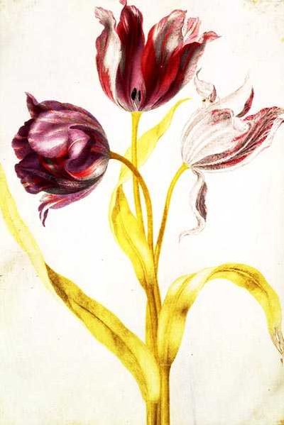 Tulppaanit, n. 1675 (guassi, vellum) tekijältä Nicolas Robert