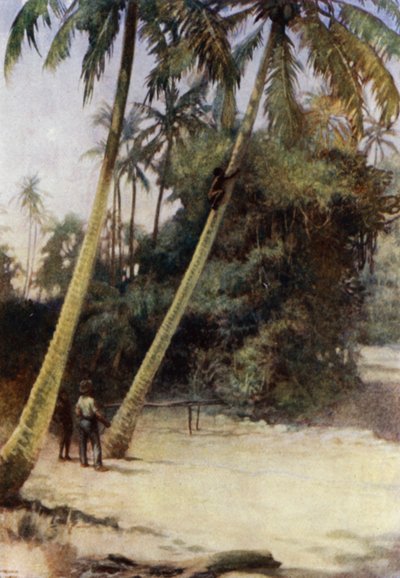 Solomon Island Boy kiipeilemässä vihreiden kaakaopähkinöiden perässä, lähellä Gavutua, New Florida (värilitho) tekijältä Norman Hardy