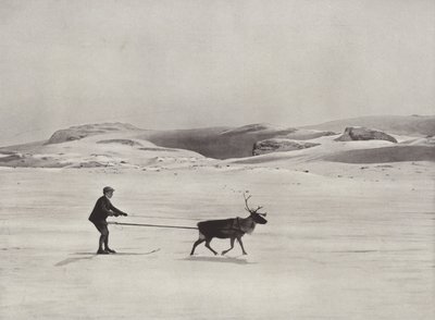 Ski-ajoa poron kanssa vuorilla tekijältä Norwegian Photographer