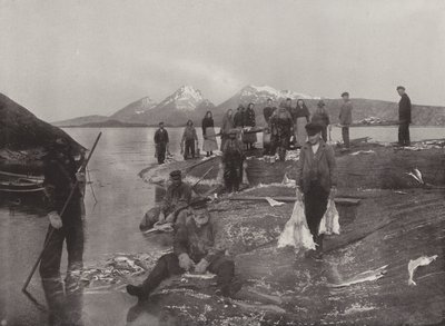 Klip-kalojen pesu tekijältä Norwegian Photographer