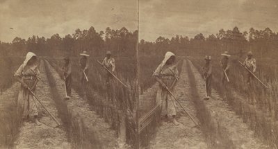 Hoeing Rice, 1876-1888. tekijältä O. Pierre Havens