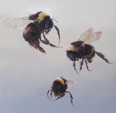 Bombus lento 1, 2011 (akryyli puulle) tekijältä Odile Kidd
