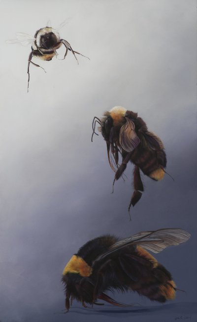 Bombus lento 2, 2011 (akryyli puulle) tekijältä Odile Kidd