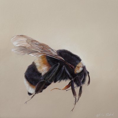 Bombus terrestis 8, 2013 (akryyli puulle) tekijältä Odile Kidd
